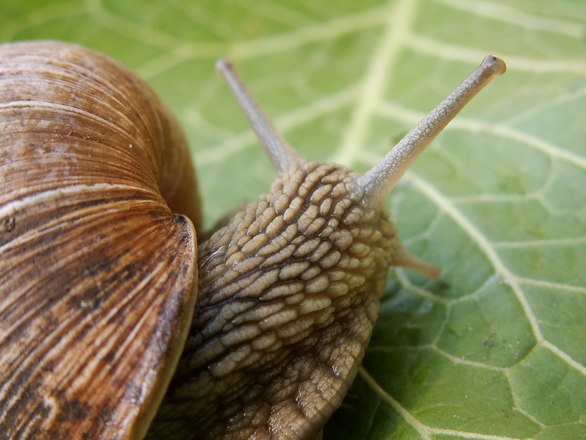 snailpic